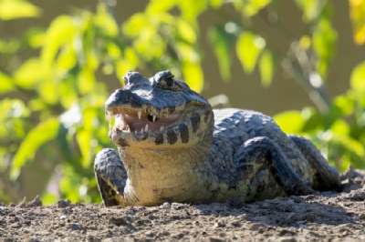 Pantanal jacare.jpg